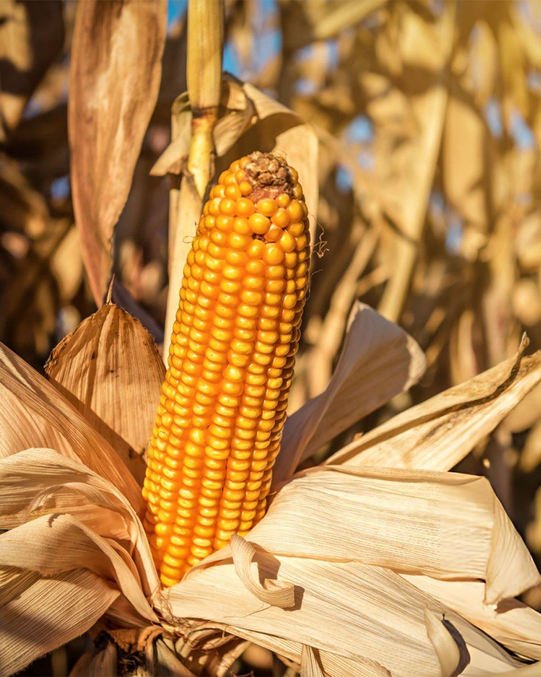 Stone Grounded Corn Flour